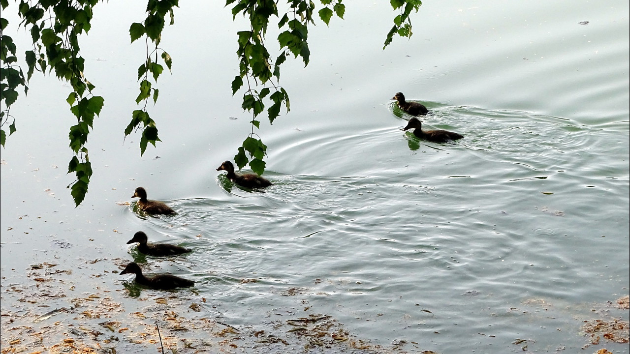 Raus in die Natur - Spaziergänge an den Salzachseen ...